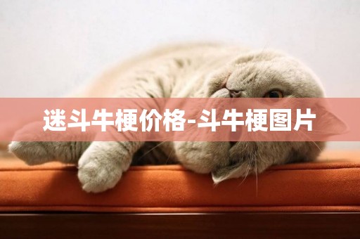 迷斗牛梗價格-斗牛梗圖片