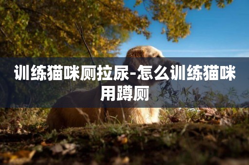 訓練貓咪廁拉尿-怎么訓練貓咪用蹲廁