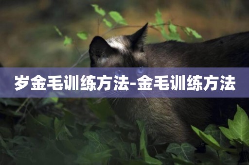 歲金毛訓練方法-金毛訓練方法