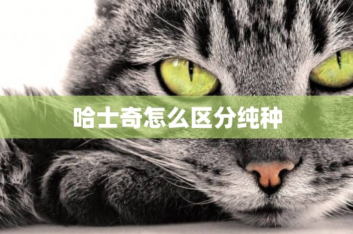 哈士奇怎么區分純種