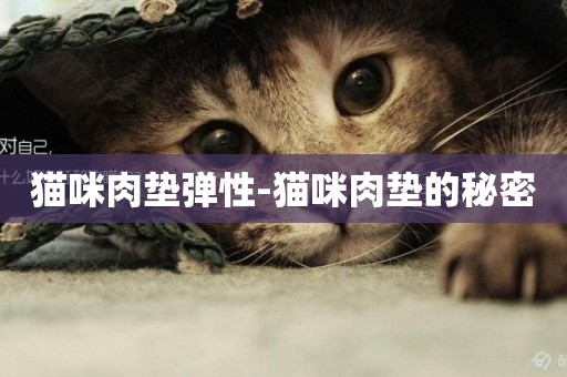 貓咪肉墊彈性-貓咪肉墊的秘密