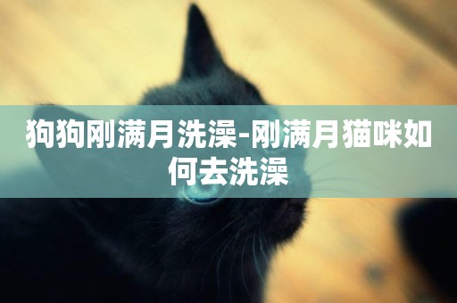 狗狗剛滿月洗澡-剛滿月貓咪如何去洗澡