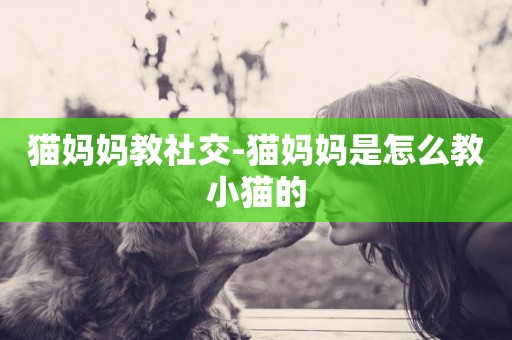 貓媽媽教社交-貓媽媽是怎么教小貓的