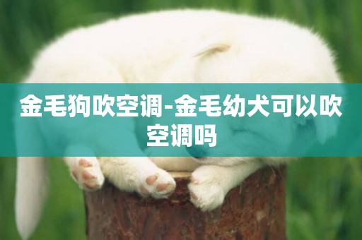 金毛狗吹空調-金毛幼犬可以吹空調嗎