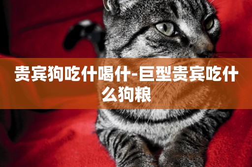 貴賓狗吃什喝什-巨型貴賓吃什么狗糧