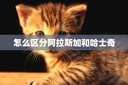 怎么區分阿拉斯加和哈士奇