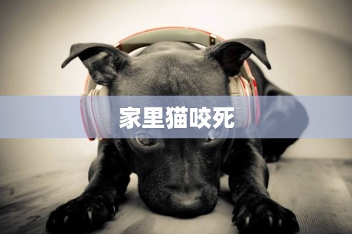家里貓咬死