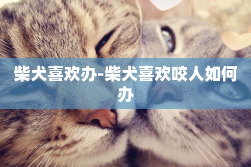 柴犬喜歡辦-柴犬喜歡咬人如何辦
