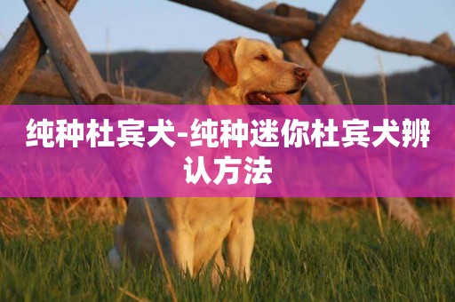 純種杜賓犬-純種迷你杜賓犬辨認方法