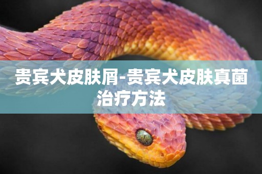 貴賓犬皮膚屑-貴賓犬皮膚真菌治療方法