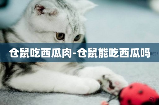 倉鼠吃西瓜肉-倉鼠能吃西瓜嗎