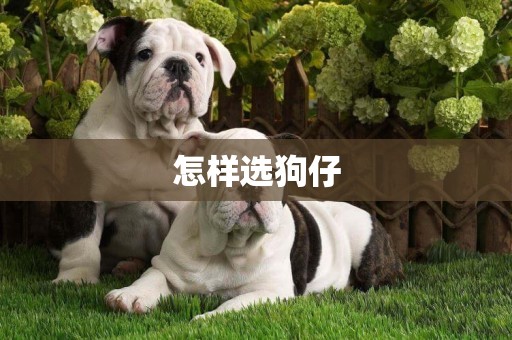 怎樣選狗仔