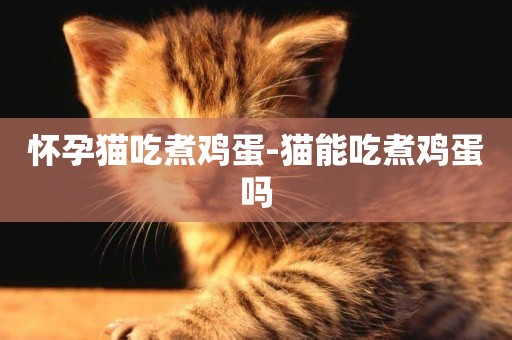 懷孕貓吃煮雞蛋-貓能吃煮雞蛋嗎