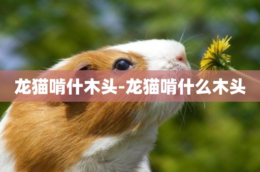 龍貓啃什木頭-龍貓啃什么木頭