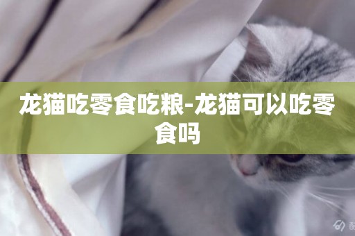 龍貓吃零食吃糧-龍貓可以吃零食嗎