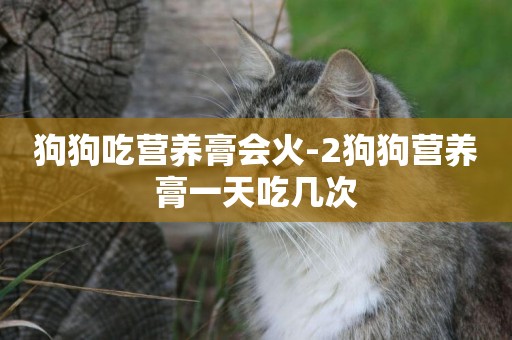 狗狗吃營養膏會火-2狗狗營養膏一天吃幾次