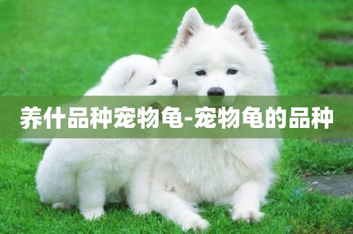 養什品種寵物龜-寵物龜的品種