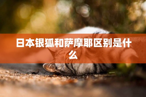 日本銀狐和薩摩耶區別是什么