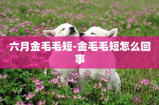 六月金毛毛短-金毛毛短怎么回事