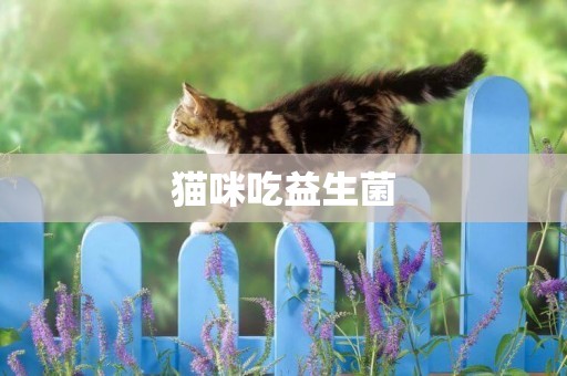 貓咪吃益生菌