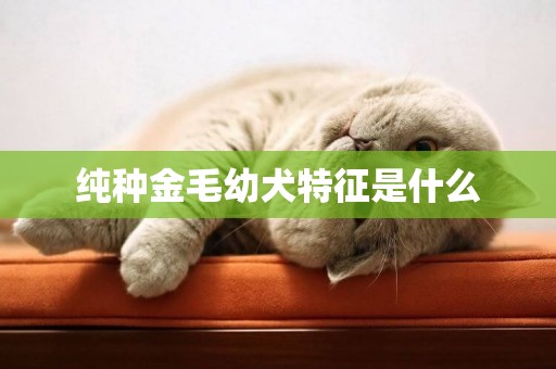 純種金毛幼犬特征是什么