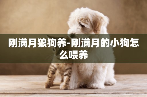 剛滿月狼狗養-剛滿月的小狗怎么喂養