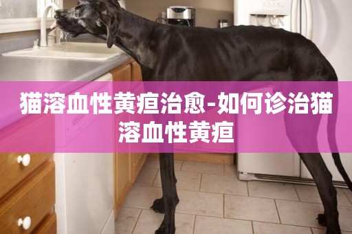 貓溶血性黃疸治愈-如何診治貓溶血性黃疸