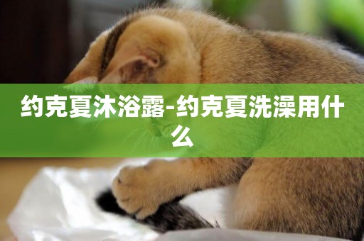 約克夏沐浴露-約克夏洗澡用什么