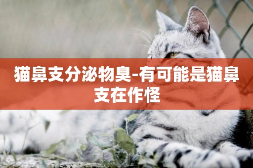 貓鼻支分泌物臭-有可能是貓鼻支在作怪