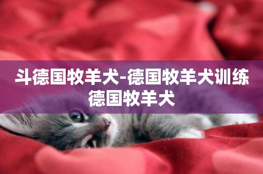斗德國牧羊犬-德國牧羊犬訓練德國牧羊犬
