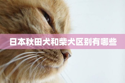 日本秋田犬和柴犬區別有哪些