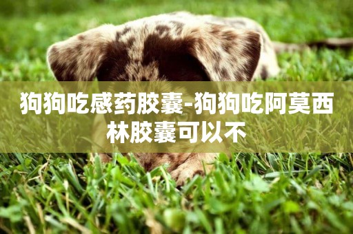 狗狗吃感藥膠囊-狗狗吃阿莫西林膠囊可以不