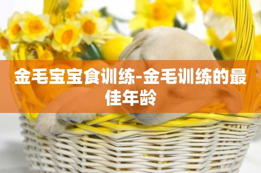 金毛寶寶食訓練-金毛訓練的最佳年齡