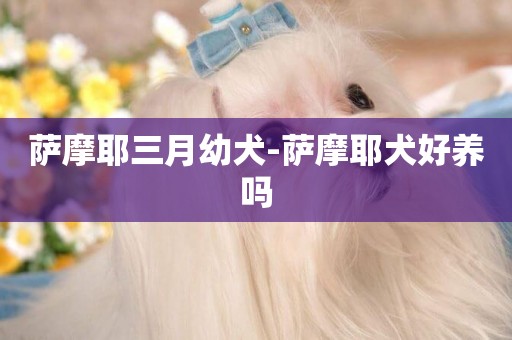 薩摩耶三月幼犬-薩摩耶犬好養嗎