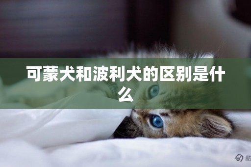 可蒙犬和波利犬的區別是什么