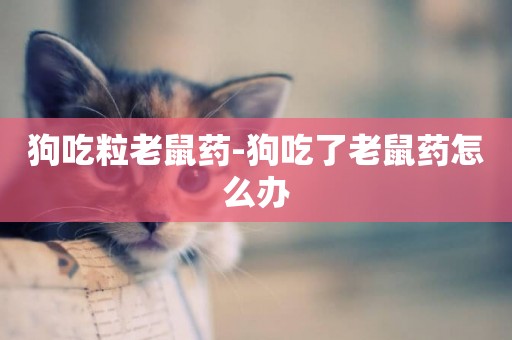 狗吃粒老鼠藥-狗吃了老鼠藥怎么辦