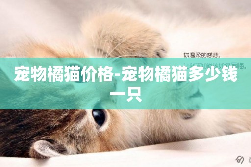 寵物橘貓價格-寵物橘貓多少錢一只