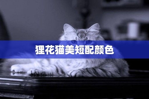貍花貓美短配顏色
