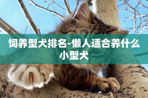 飼養型犬排名-懶人適合養什么小型犬