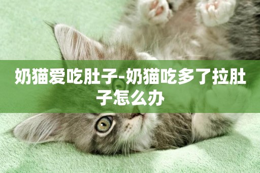 奶貓愛吃肚子-奶貓吃多了拉肚子怎么辦