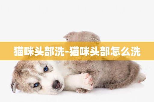 貓咪頭部洗-貓咪頭部怎么洗
