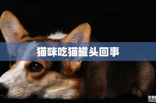 貓咪吃貓罐頭回事