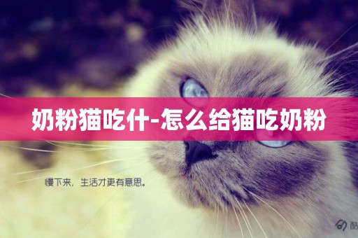 奶粉貓吃什-怎么給貓吃奶粉