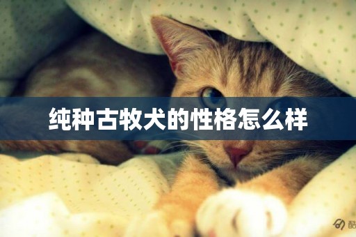 純種古牧犬的性格怎么樣