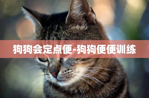 狗狗會定點便-狗狗便便訓練