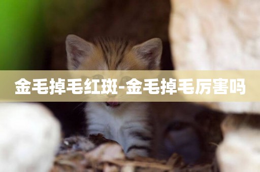 金毛掉毛紅斑-金毛掉毛厲害嗎