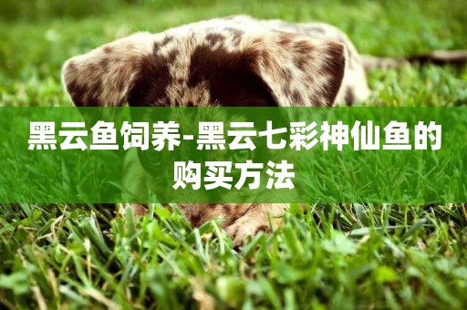 黑云魚飼養-黑云七彩神仙魚的購買方法