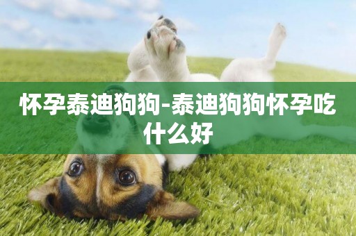 懷孕泰迪狗狗-泰迪狗狗懷孕吃什么好