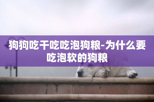 狗狗吃干吃吃泡狗糧-為什么要吃泡軟的狗糧