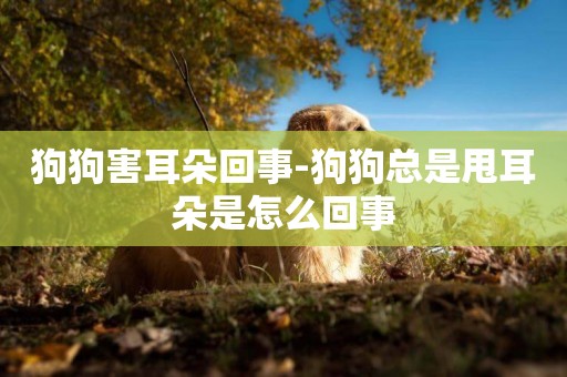 狗狗害耳朵回事-狗狗總是甩耳朵是怎么回事
